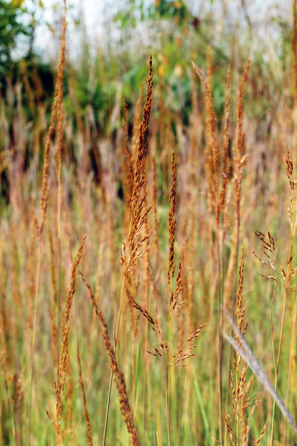 Image of Indiangrass