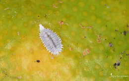 Image of Citrus mealybug