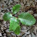 صورة Quercus faginea subsp. faginea