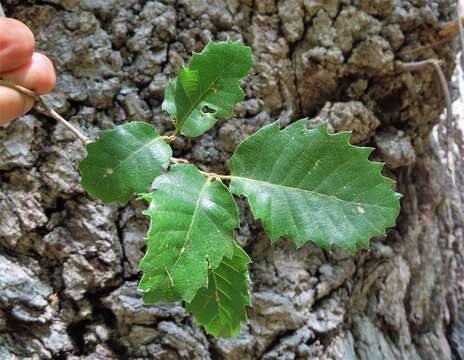 صورة Quercus faginea subsp. faginea