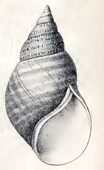 Image of Phasianellinae Swainson 1840