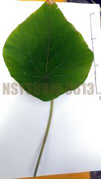 Image of parasol leaf tree