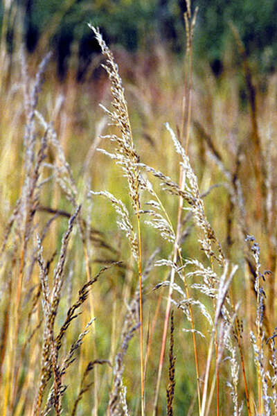 Image of Indiangrass