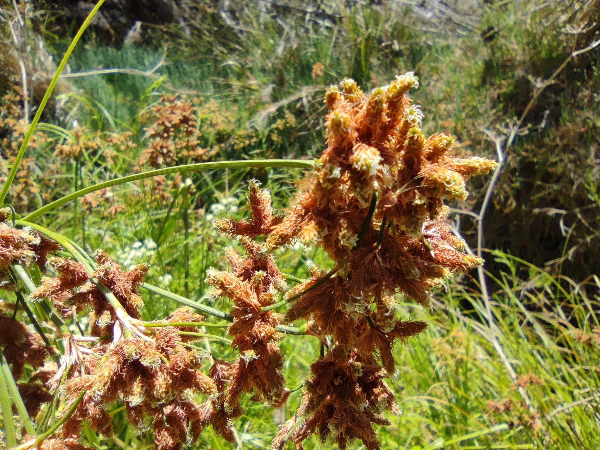 Image of Rhodoscirpus asper (J. Presl & C. Presl) Lév.-Bourret, Donadío & J. R. Starr