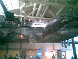 Image of gray whales