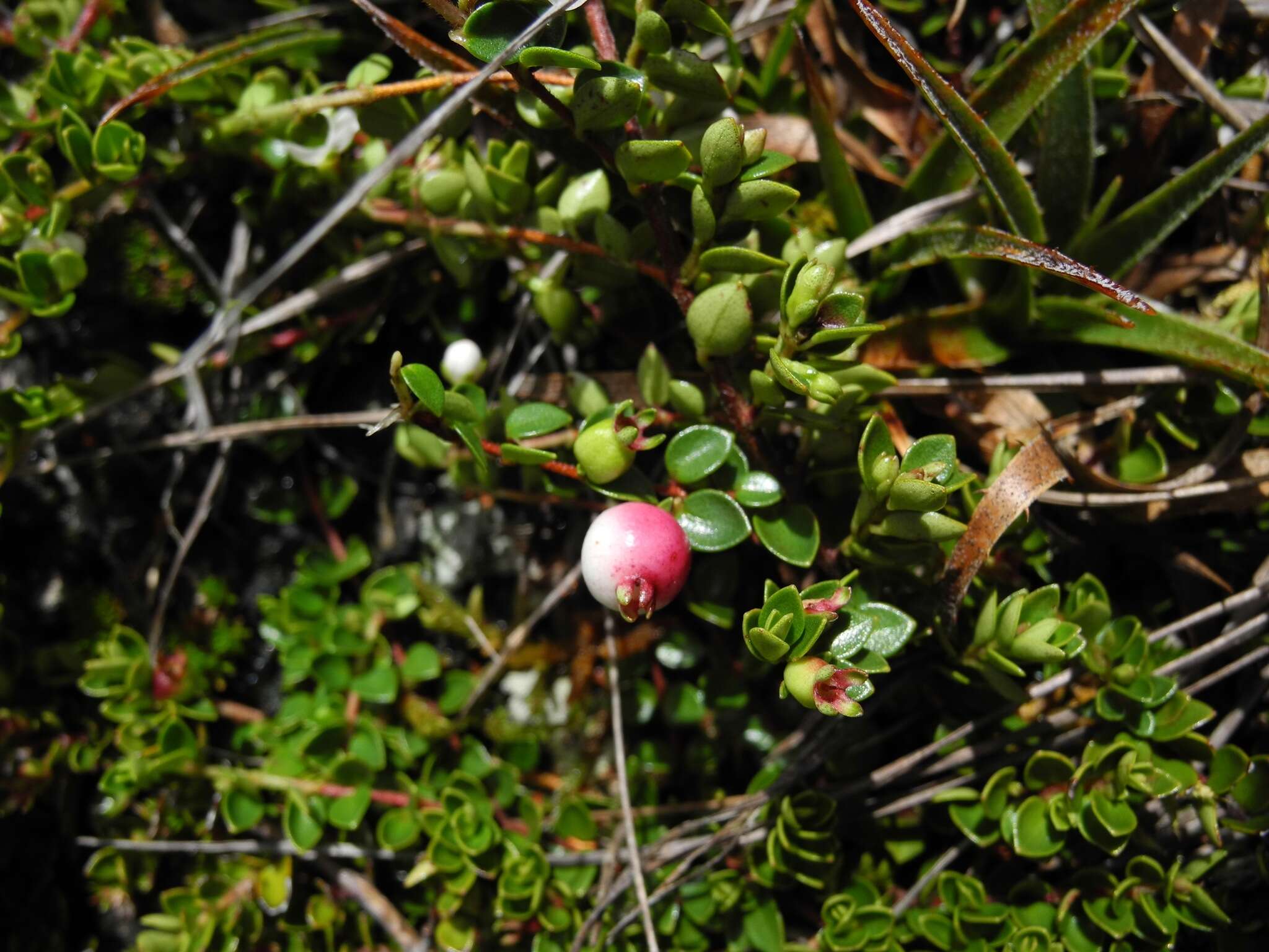 Imagem de Myrteola nummularia (Poir.) O. Berg