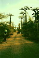 Image de Adansonia grandidieri Baill.