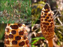 Image of field horsetail