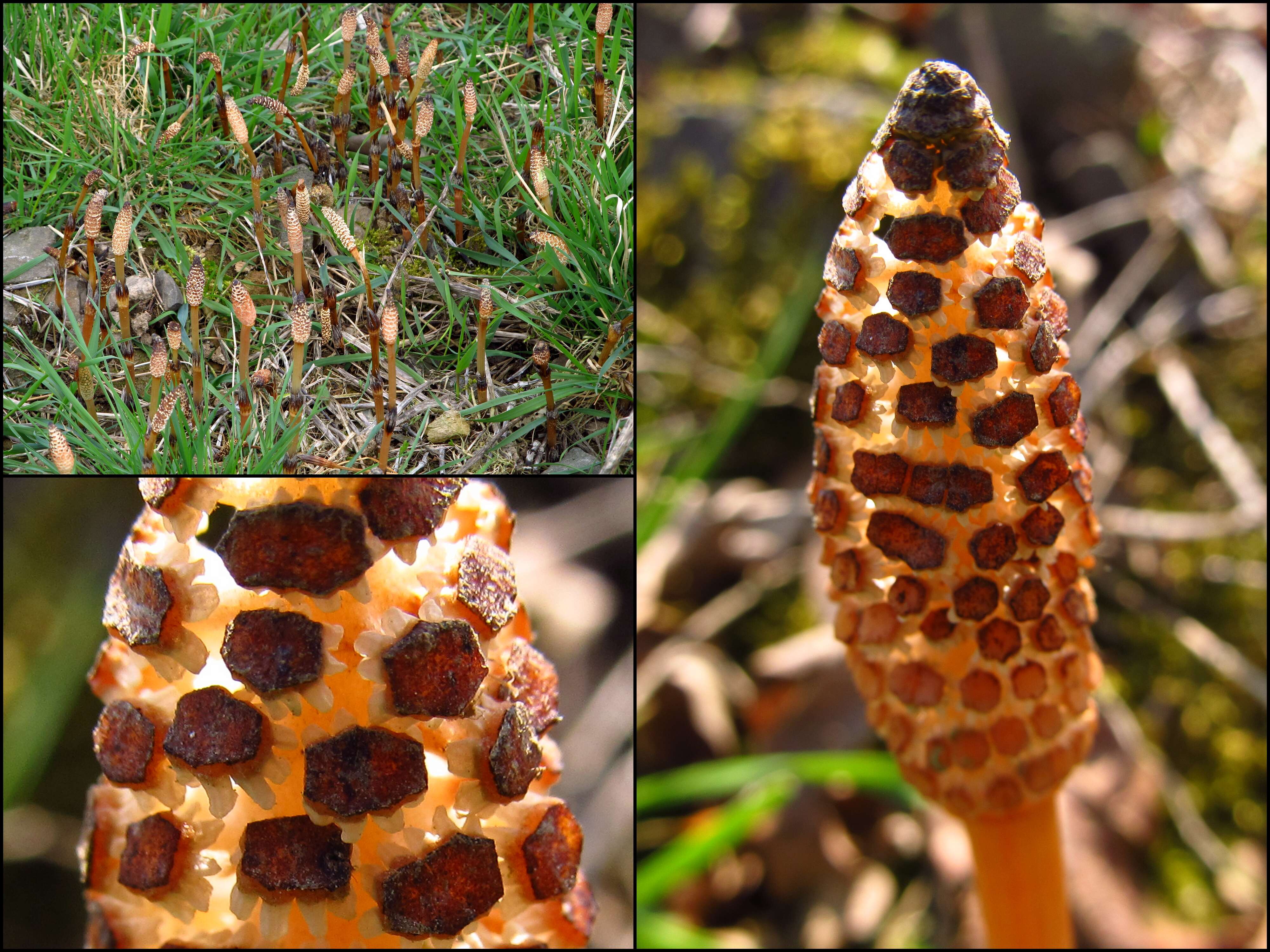 Image of field horsetail