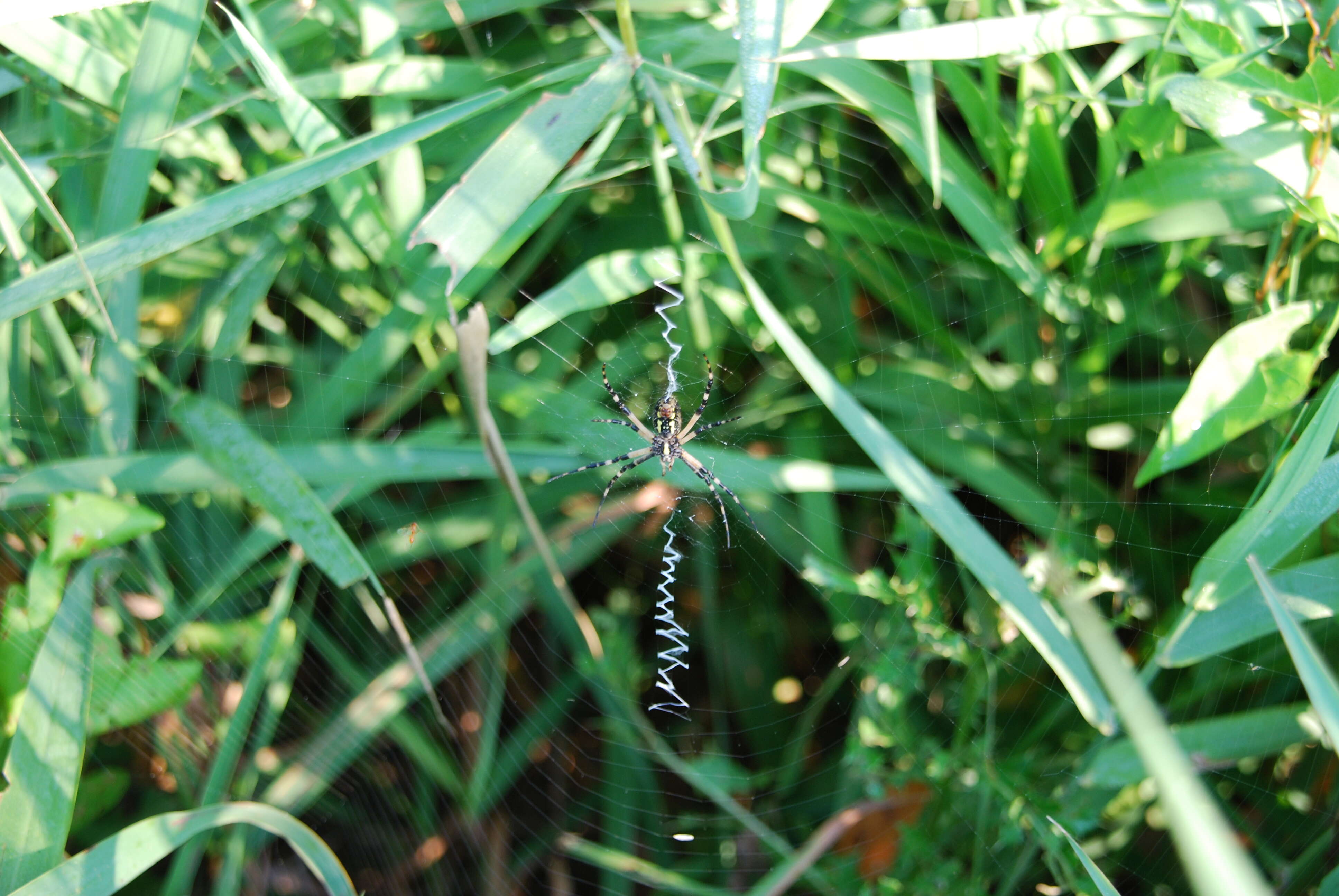Image of Black-and-Yellow Argiope