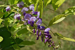 Image of Chinese wisteria