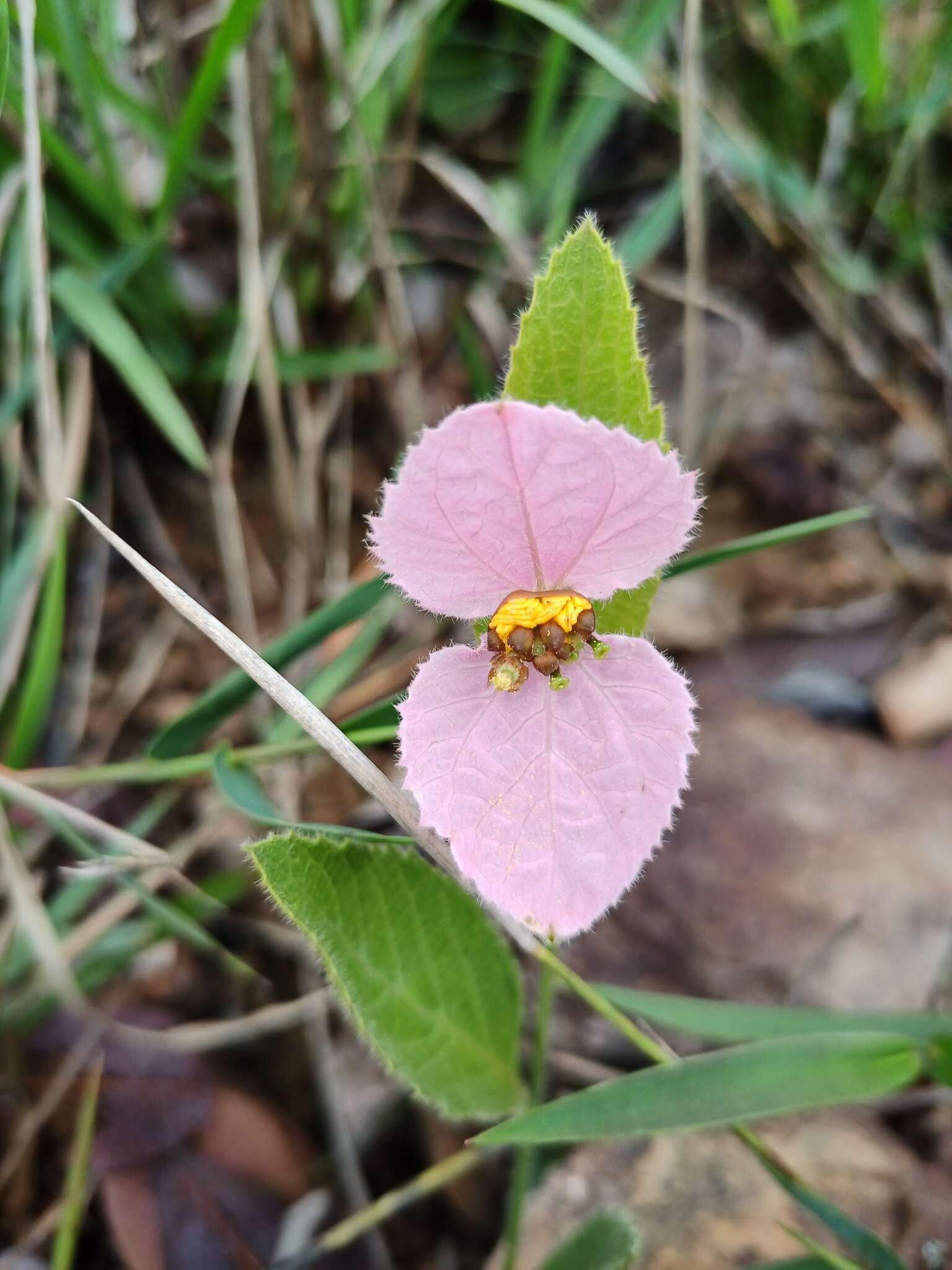 Image of Dalechampia francisceana Baill.