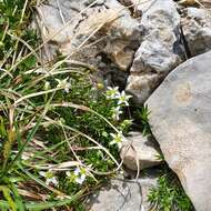 Plancia ëd Moehringia ciliata (Scop.) Dalla Torre