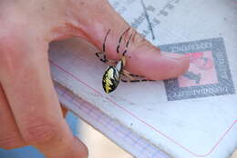 Image of Black-and-Yellow Argiope