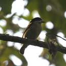 Image of Western Green Tinkerbird