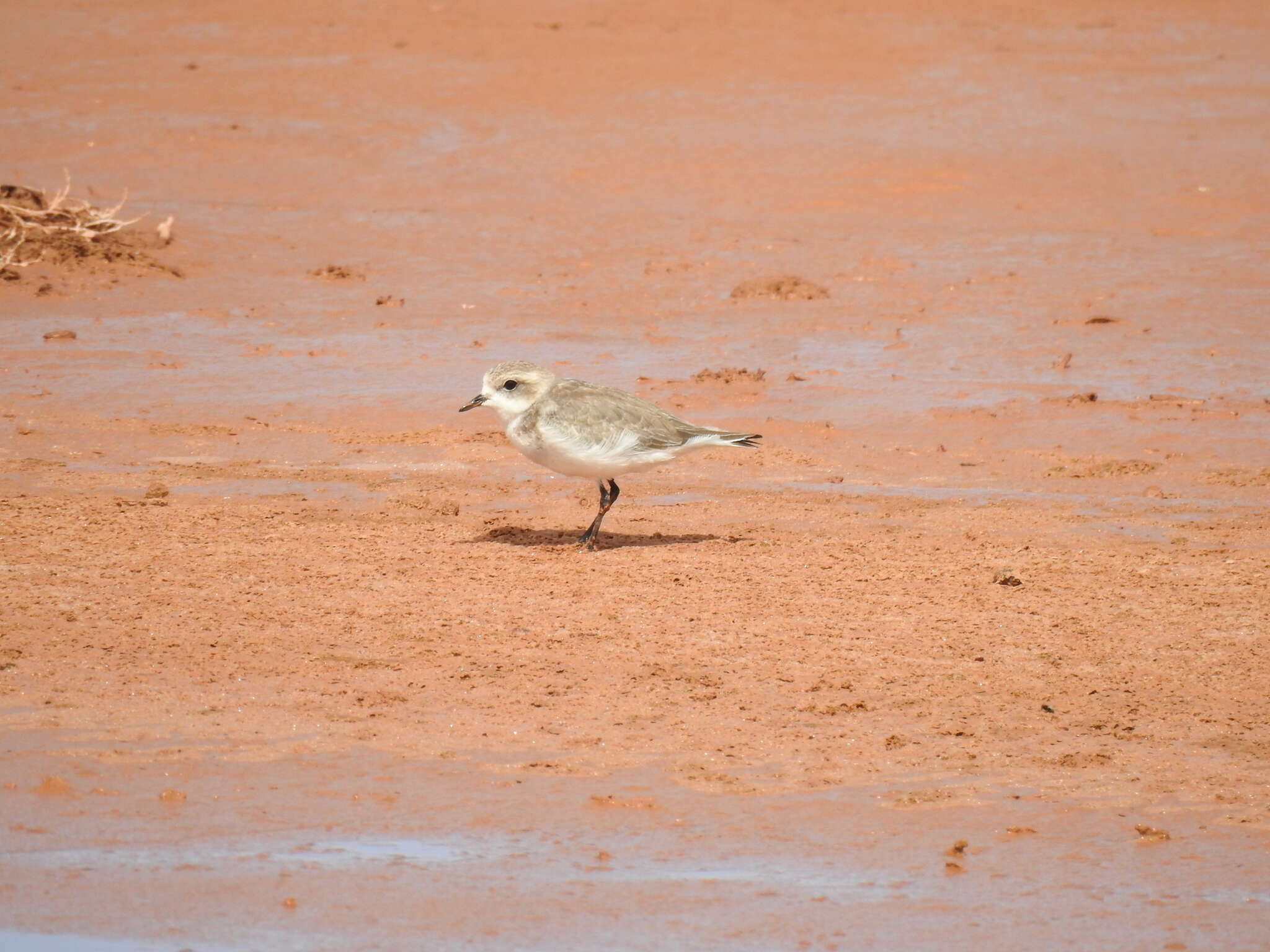 Image of Puna Plover