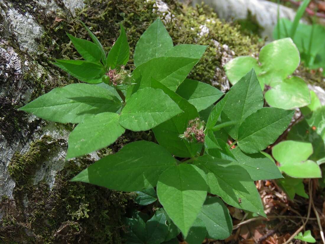 صورة Vicia oroboides Wulfen