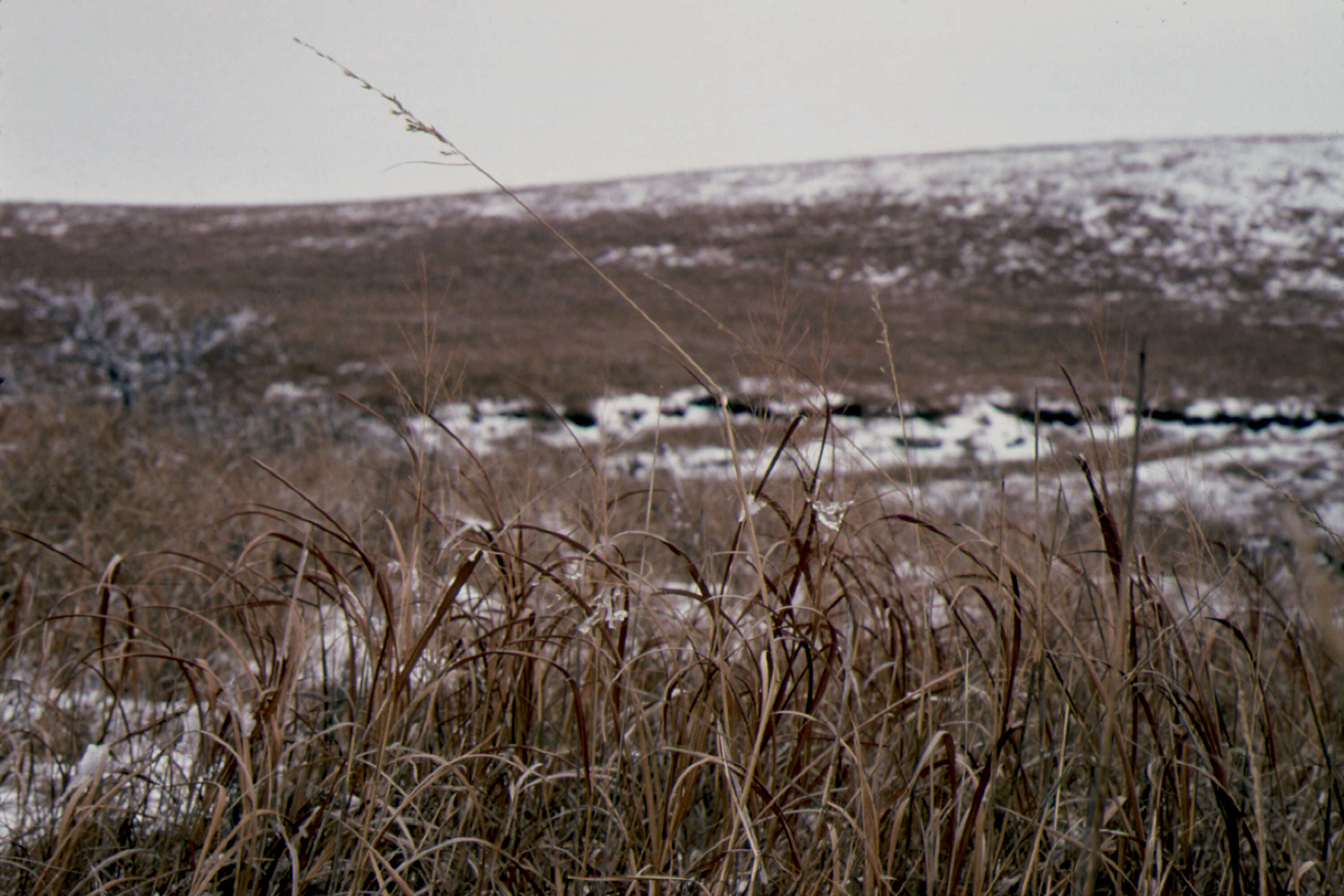 Image of Indiangrass