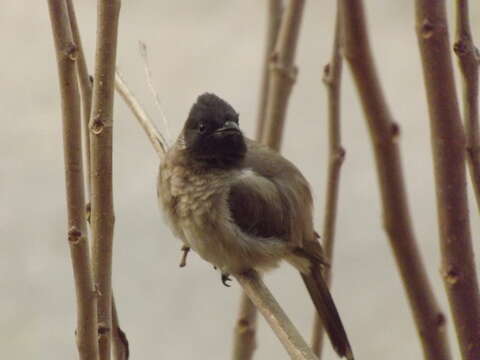 Image of Common Bulbul