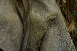 Image of African forest elephant