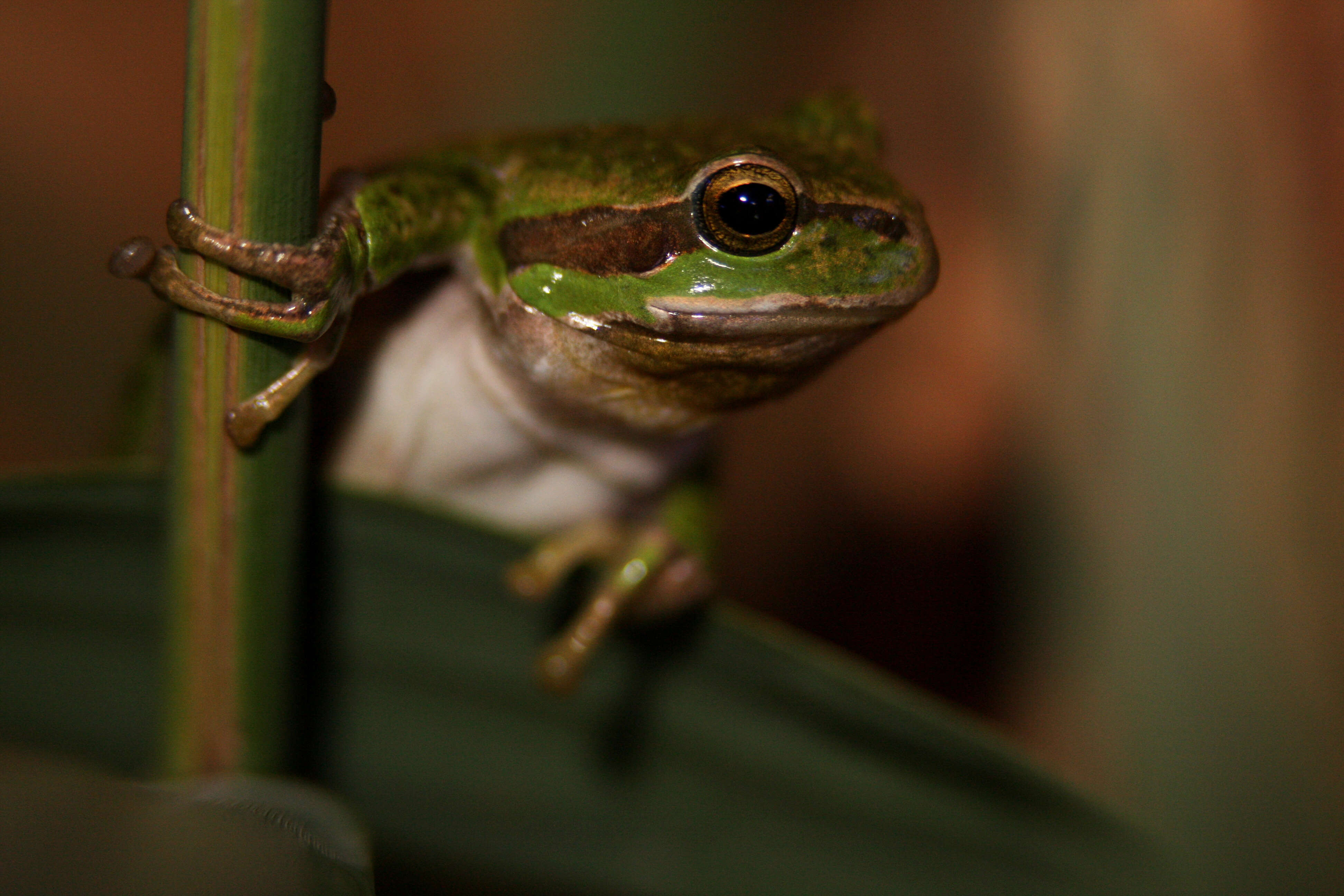 Image of Common tree frog