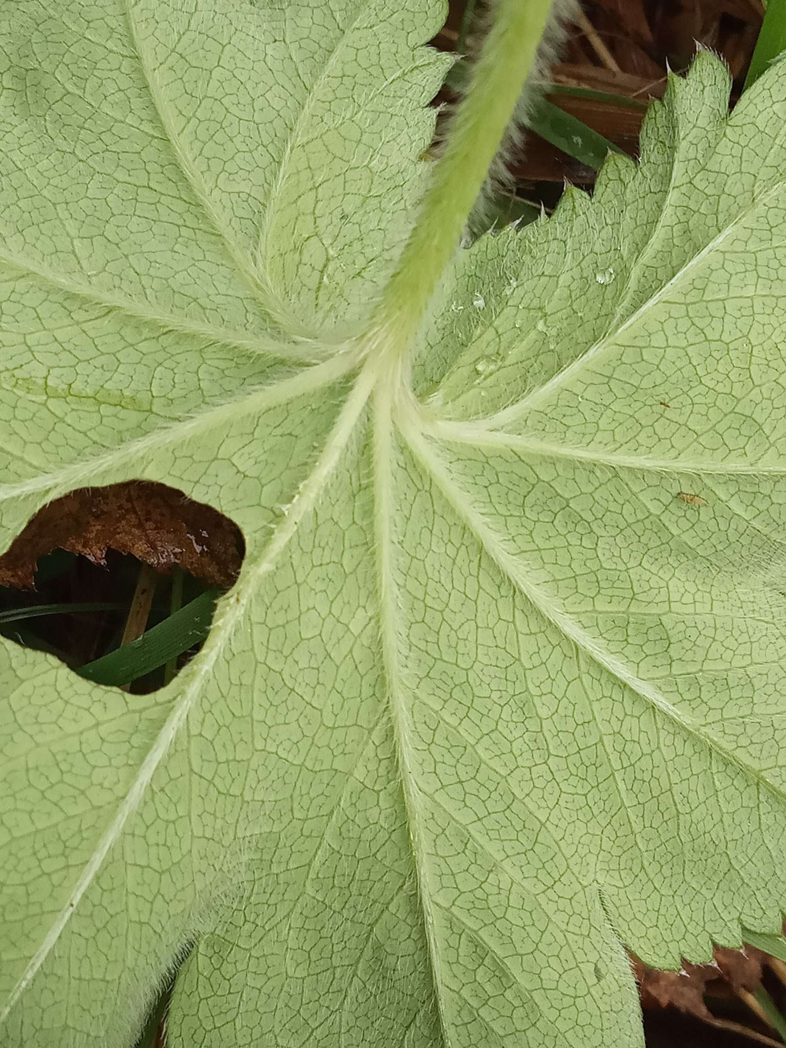 Image of Alchemilla propinqua H. Lindb. ex Juz.