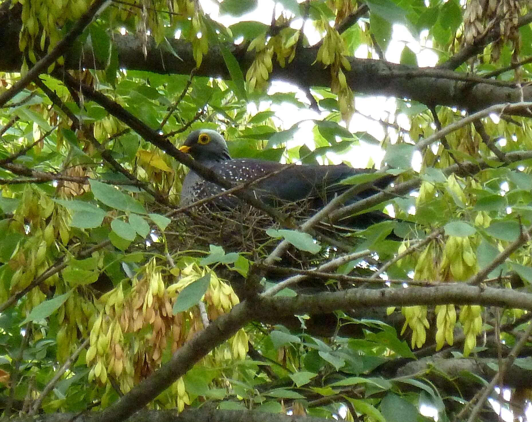 Image of African Olive Pigeon