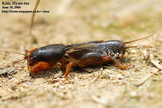 Image of Gryllotalpa orientalis Burmeister & H. 1838