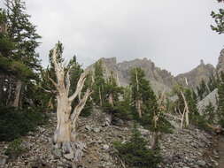 Image of Great Basin bristlecone pine