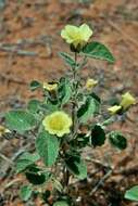 Image of Abutilon fraseri (Hook.) Walp.