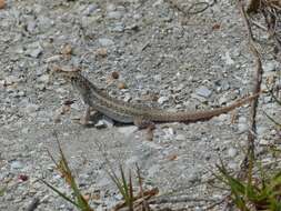 Image of Mountain Curlytail Lizard