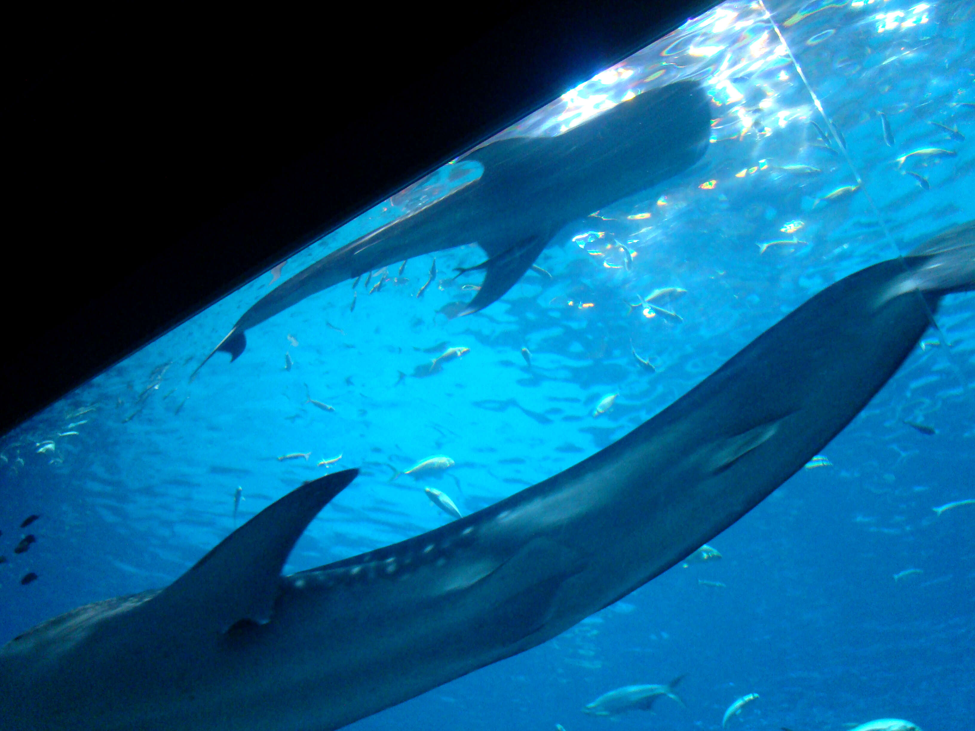 Image of whale sharks