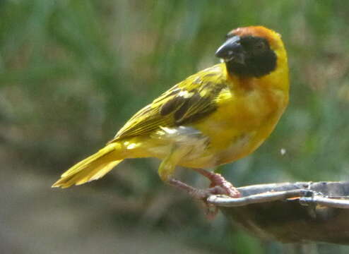 Image of Vitelline Masked Weaver