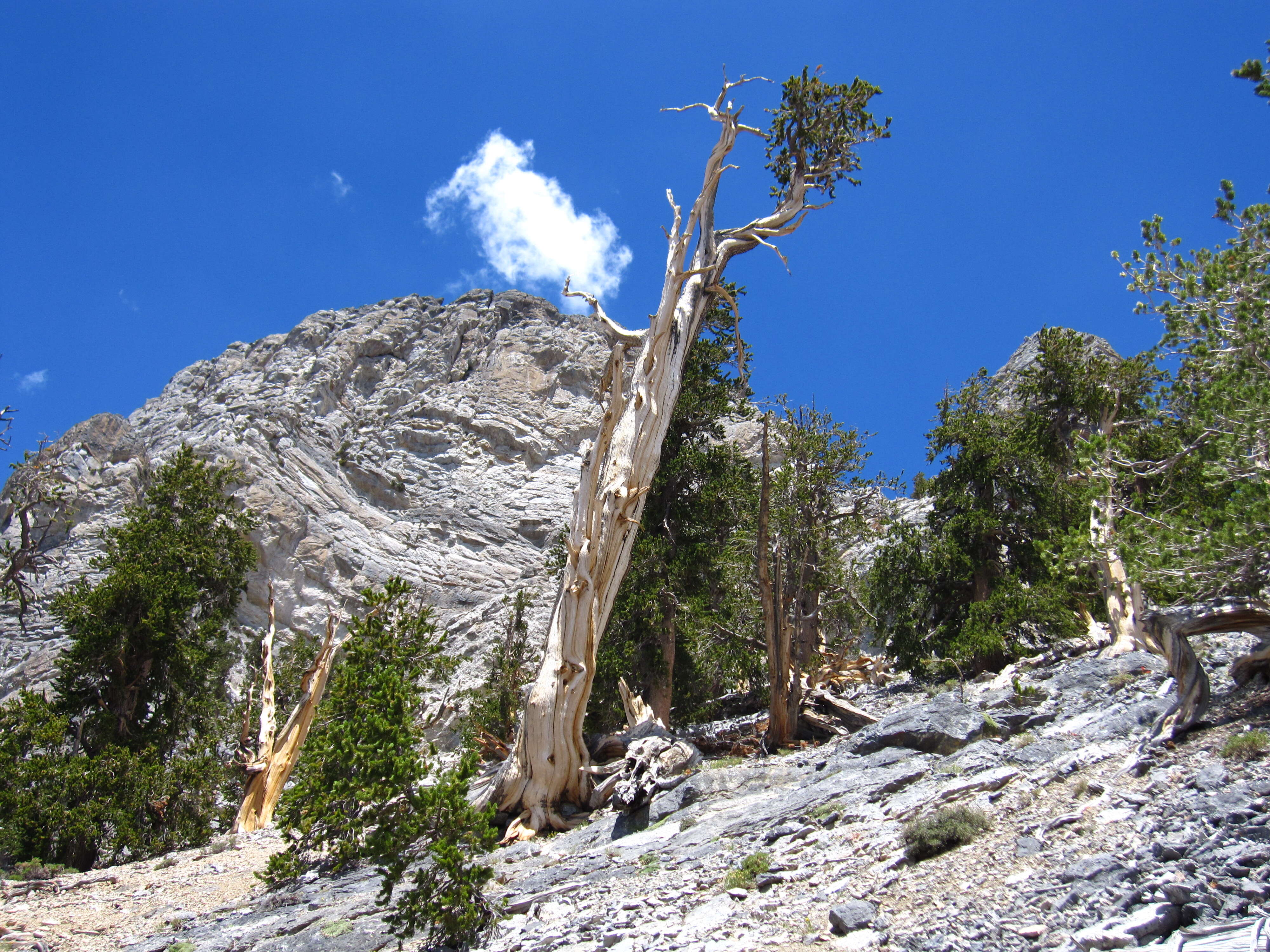 Image of Great Basin bristlecone pine