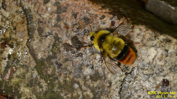 Image of Bombus ignitus Smith 1869