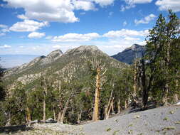 Image of Great Basin bristlecone pine