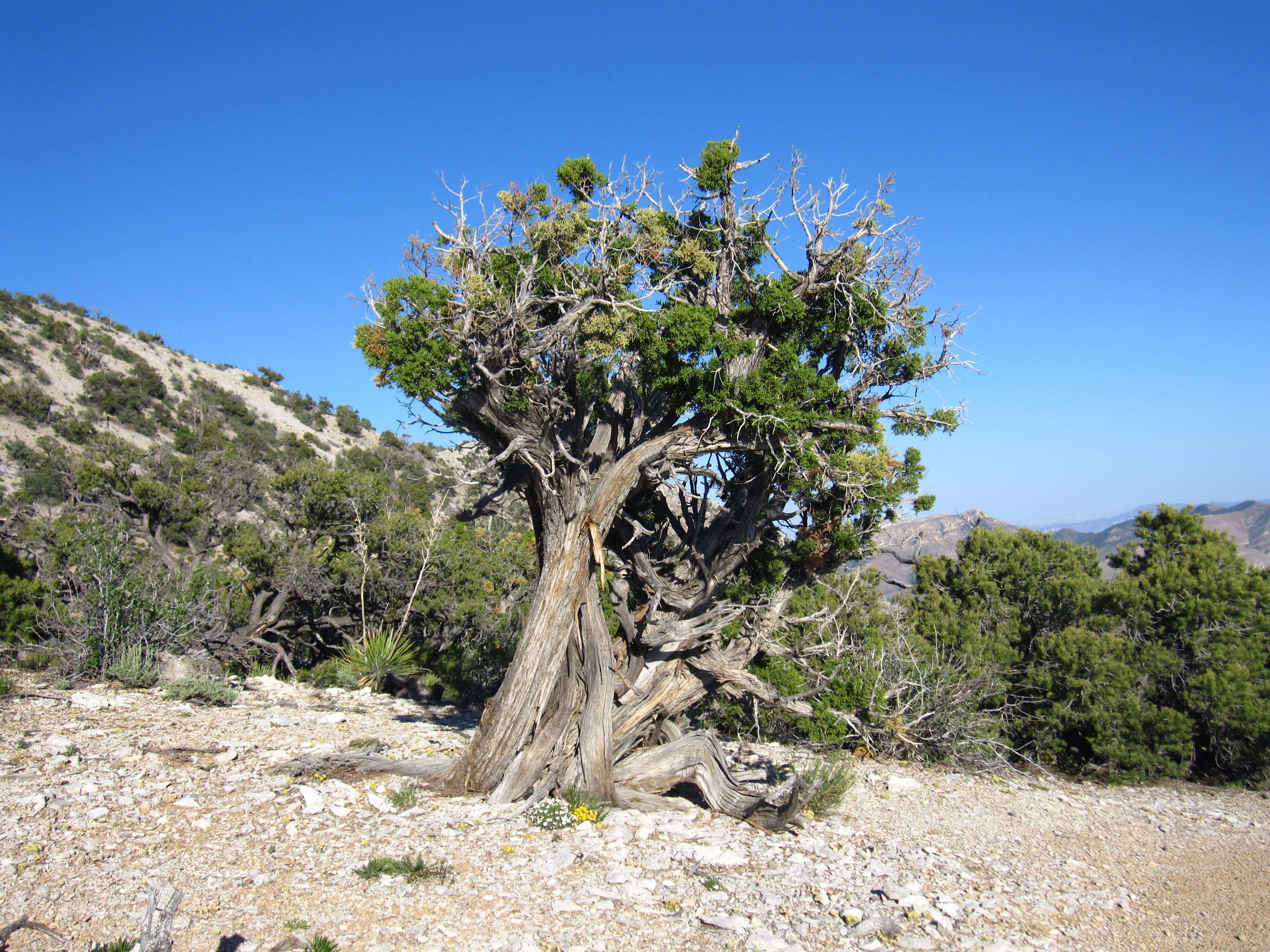 Image of Bigberry Juniper