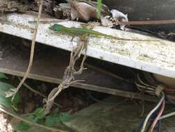 Image of Saint Vincent's Bush Anole