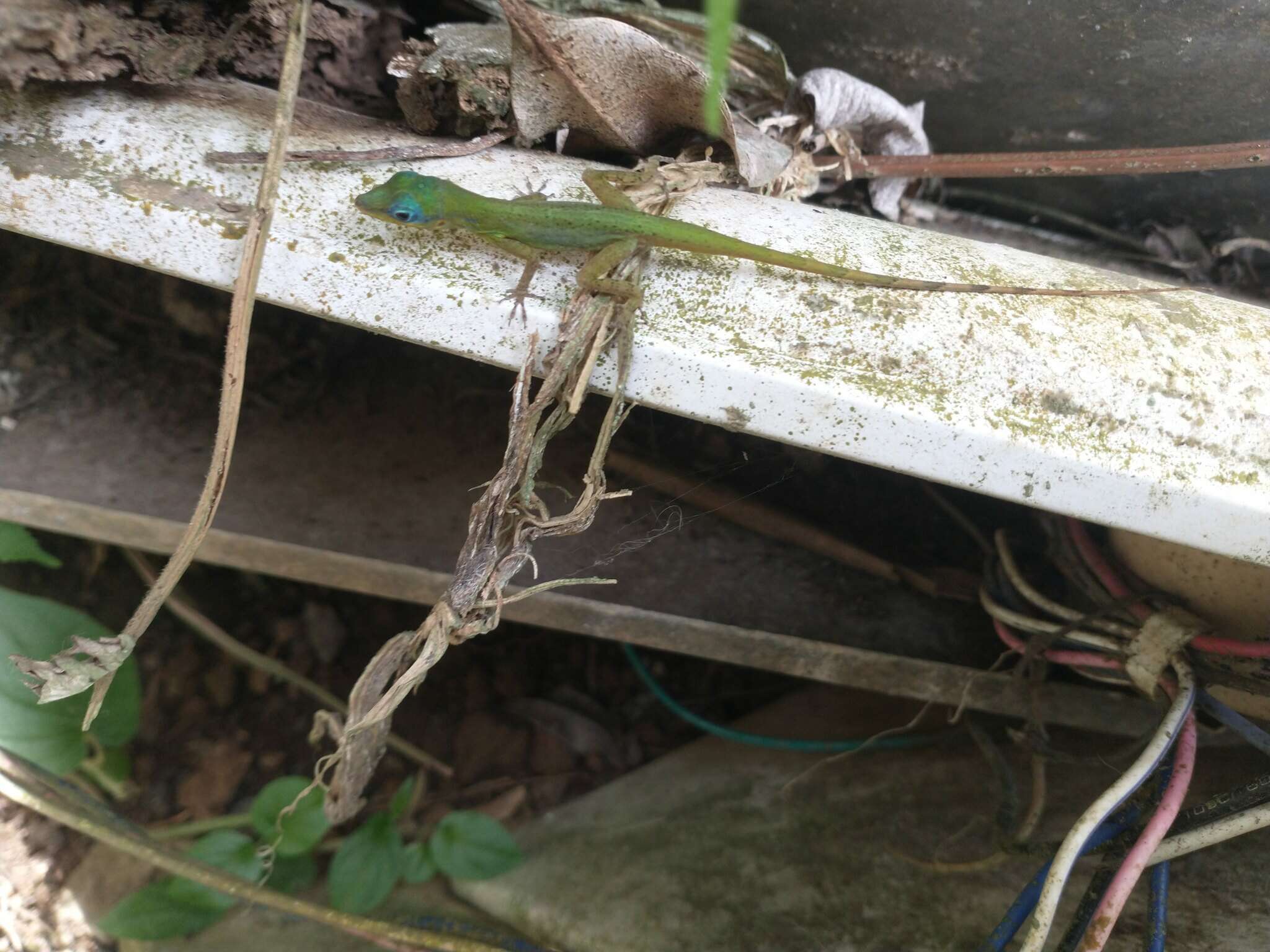 Image of Saint Vincent's Bush Anole