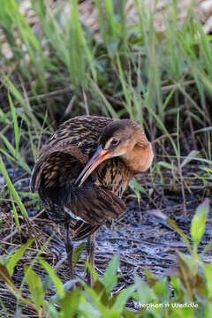 Image of King Rail