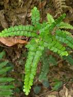 Adiantum flabellulatum L.的圖片