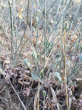 Image of wand buckwheat