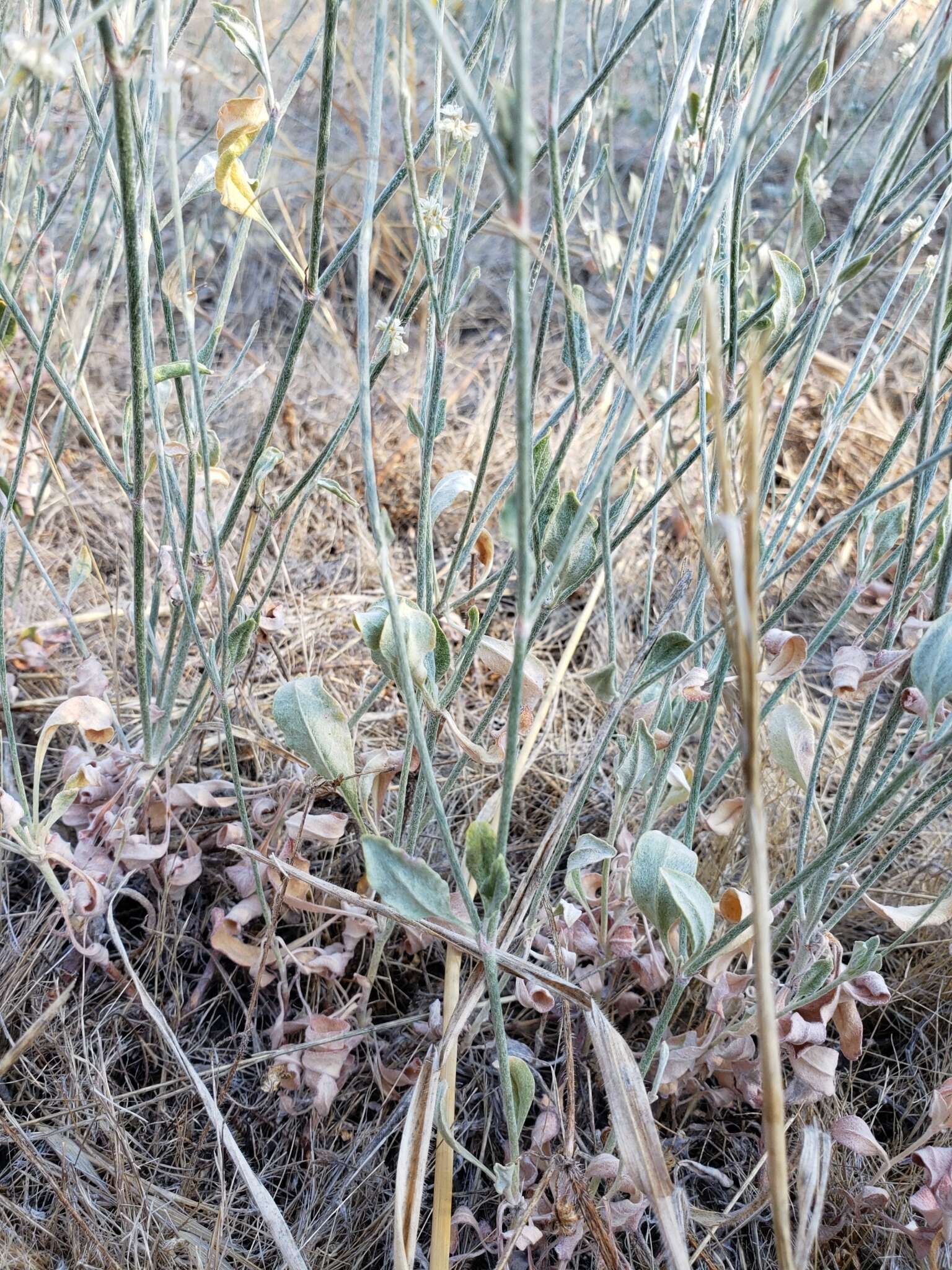 Image of wand buckwheat