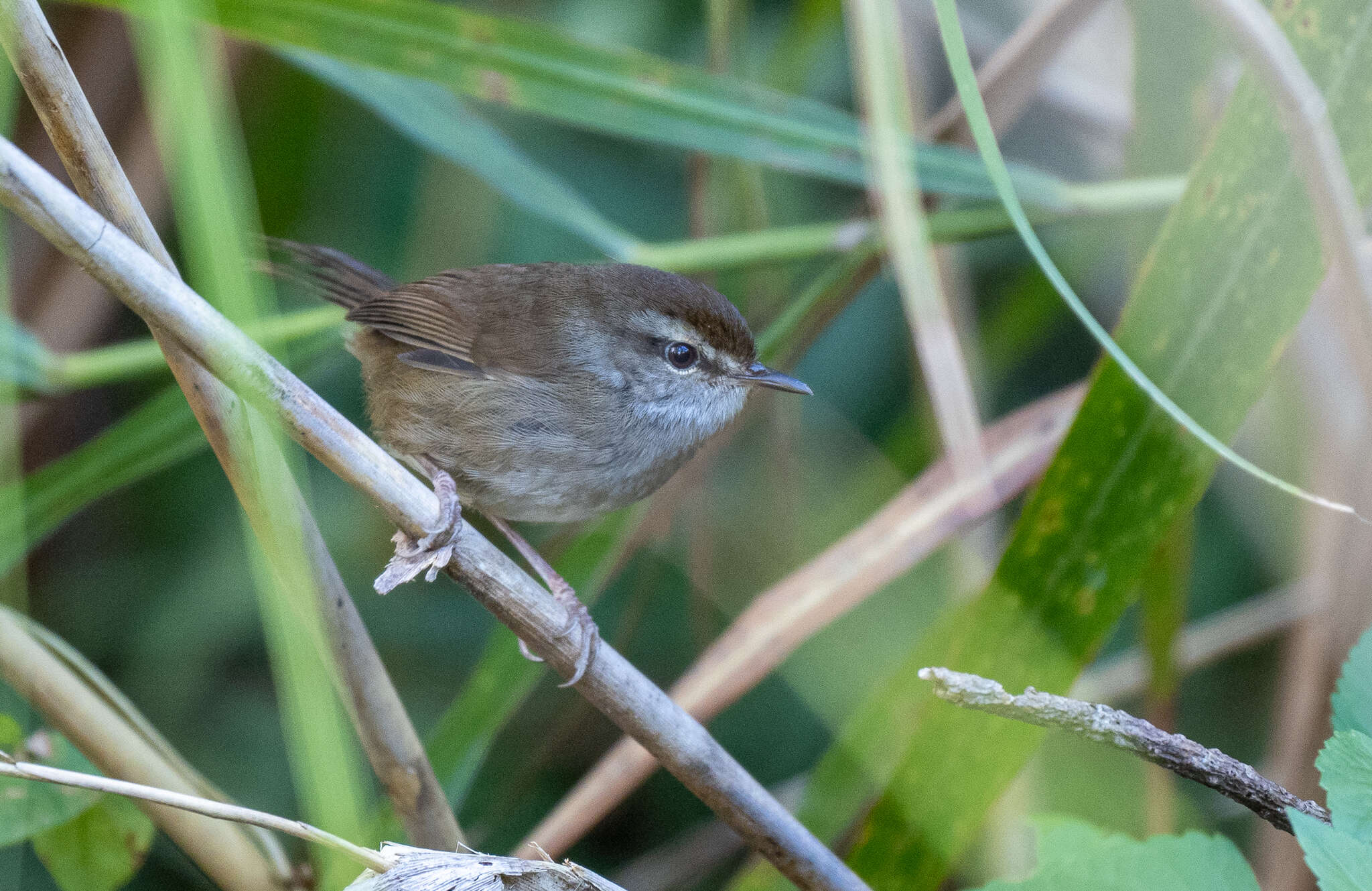 Image of Philippine Bush Warbler