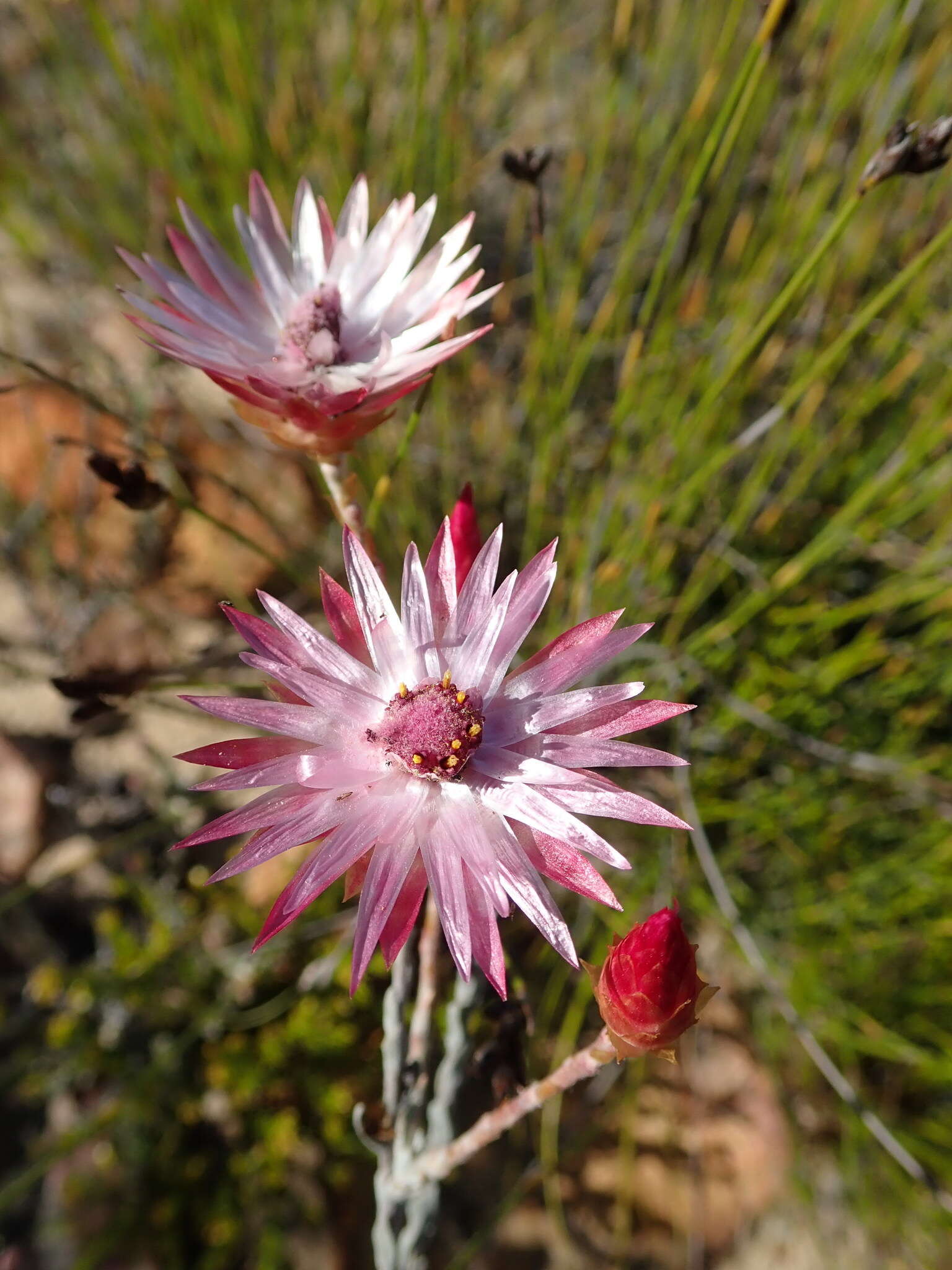 Image of Syncarpha canescens (L.) B. Nord.