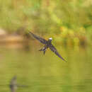 Image of White-headed Saw-wing