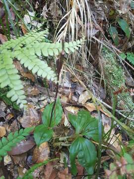 Image of Liparis simmondsii F. M. Bailey