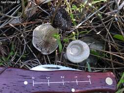 Image of Entoloma undatum (Gillet) M. M. Moser 1978