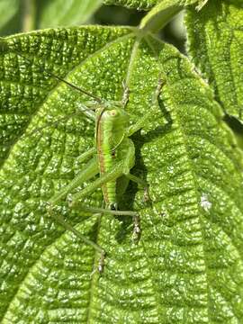 Image de Tettigonia orientalis Uvarov 1924