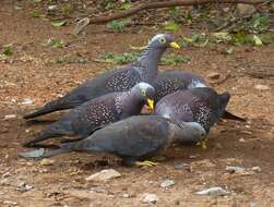 Image of African Olive Pigeon